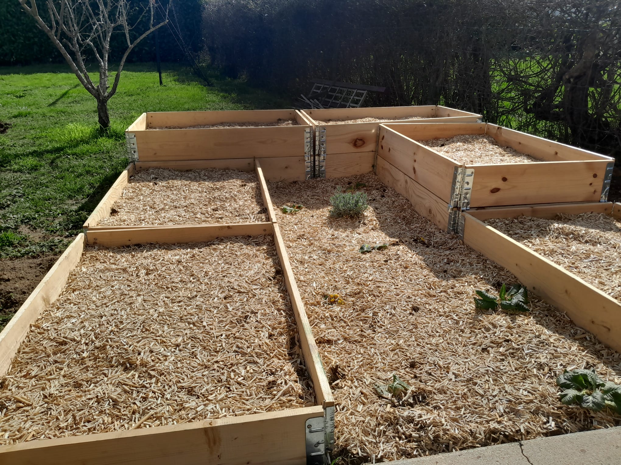 Création de carrés potagers en bois avec paillage